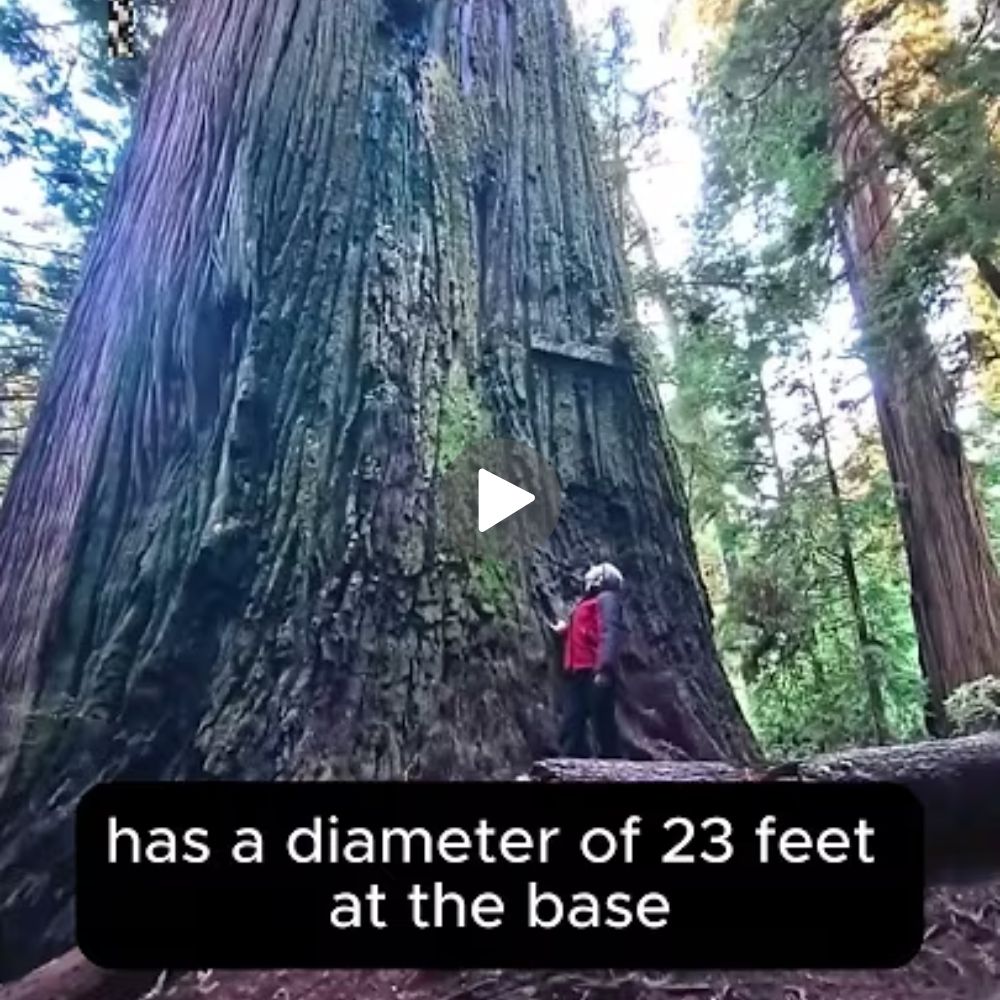 Giant Redwood Tree