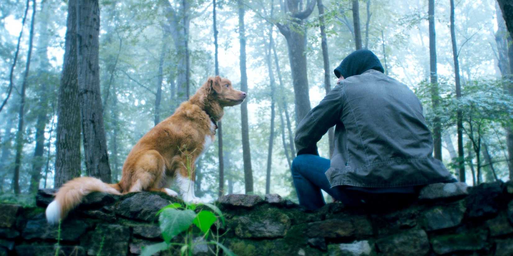 The Dog From Shudder’s Viral Horror Sends Heartfelt Letter To Academy For Oscar Consideration: “Throw Us A Bone” The Dog From Shudder’s Viral Horror Sends Heartfelt Letter To Academy For Oscar Consideration: “Throw Us A Bone”