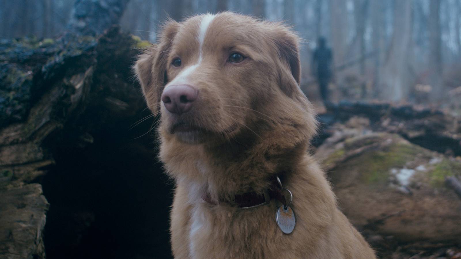 Dog POV Horror Movie Director Already Has Ideas For A Canine-Centric Sequel