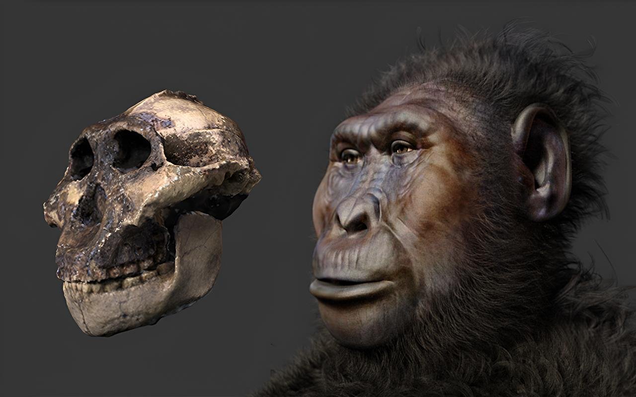 Ancient hominin Paranthropus boisei had human-like grip and may have used tools, fossil study reveals